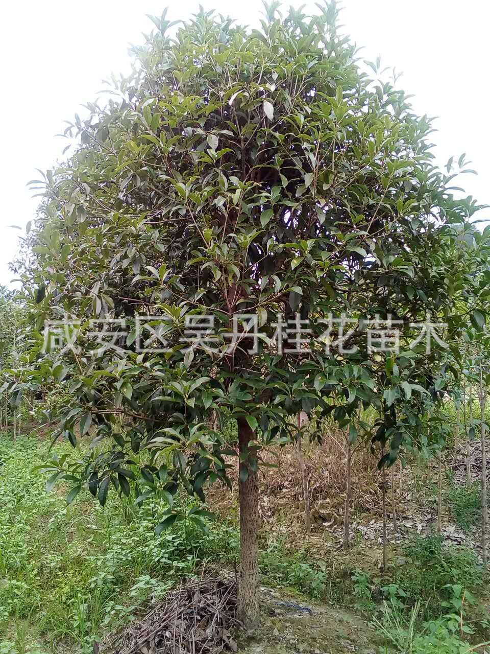 mmexport1504398450876