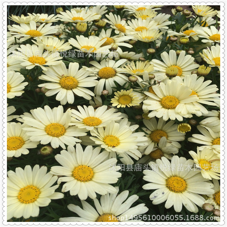 批发草花太阳花 颜色全品种多 观赏型花草植物 阿里巴巴