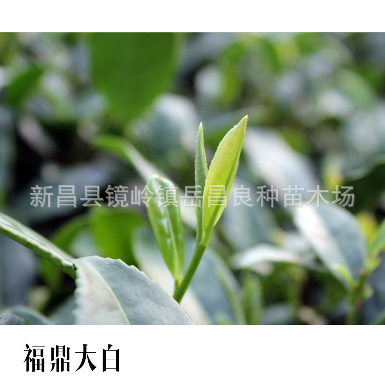 福鼎大白茶苗 苗场直销茶叶苗 福鼎大白  安吉白茶苗茶树苗