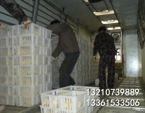 中间有隔断鸡苗箱 可重叠小鸡周转筐