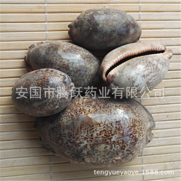 Purple Cowrie Shell Zi Bei Chi Dried TCM Mineral Ingredient Bulk Wholesale key features