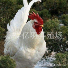 白羽鸡养殖价格_今日最新白羽鸡养殖价格行情