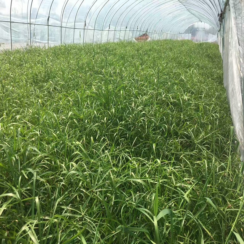 园林种苗旱伞草 旱伞草风车草价格 水生植物基地直销旱伞草聚草