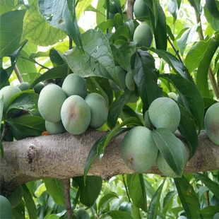 ��������Ә��� �������Ә��� �߮a���������Ʒ�N �����������