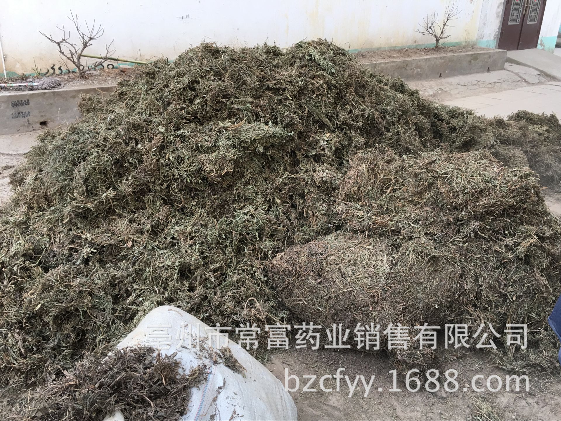 Dried Plantain Herb Che Qian Cao Whole Plant Loose Herbal Tea 500g specifications