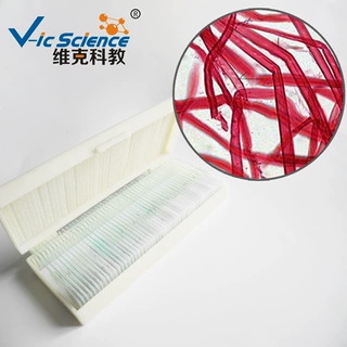松木离析装片（示管胞） 微生物切片 植物类装片 动植物切片标本