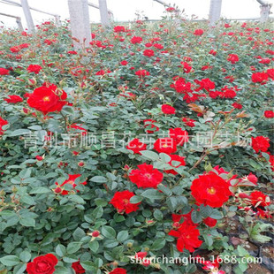 Четыре сезона Роза Цветок Роза Ракарио Цветочная Земля у красной шляпы цветочный цветок роза Цветочный базовый оптом розовый цветок