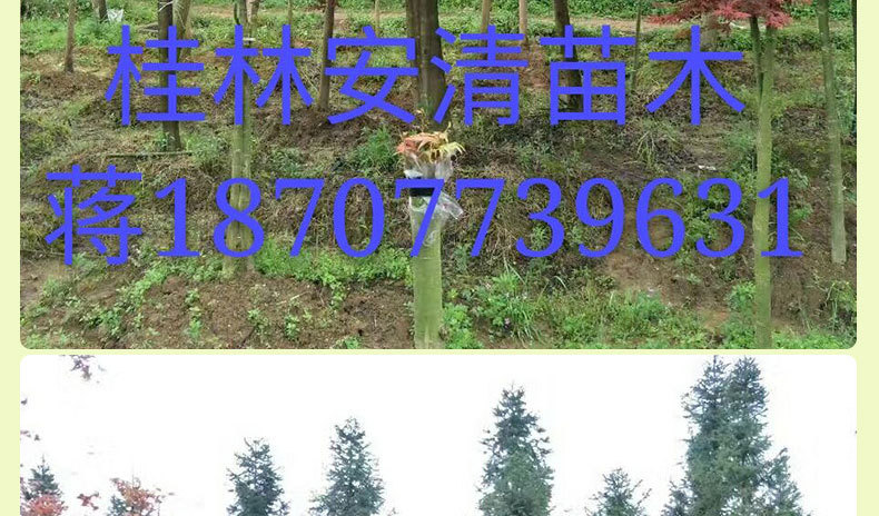 红枫_09