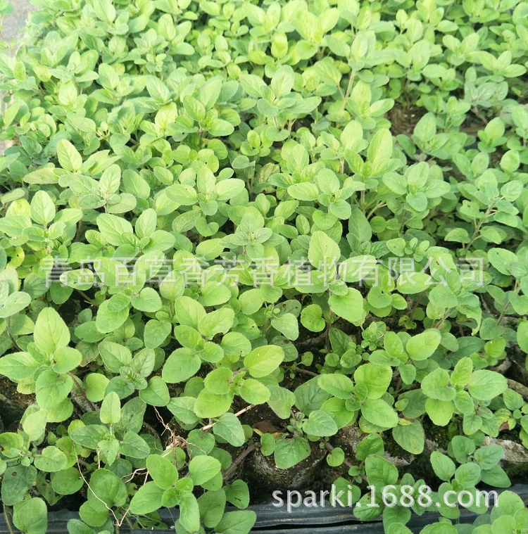 Многолетние поставки ароматических растений ваниль бонсай орегано саженцы зеленые посадки золото орегано сладкий орегано саженцы орегано