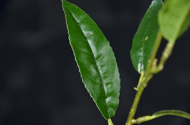 2-9黄色欧罗柠檬