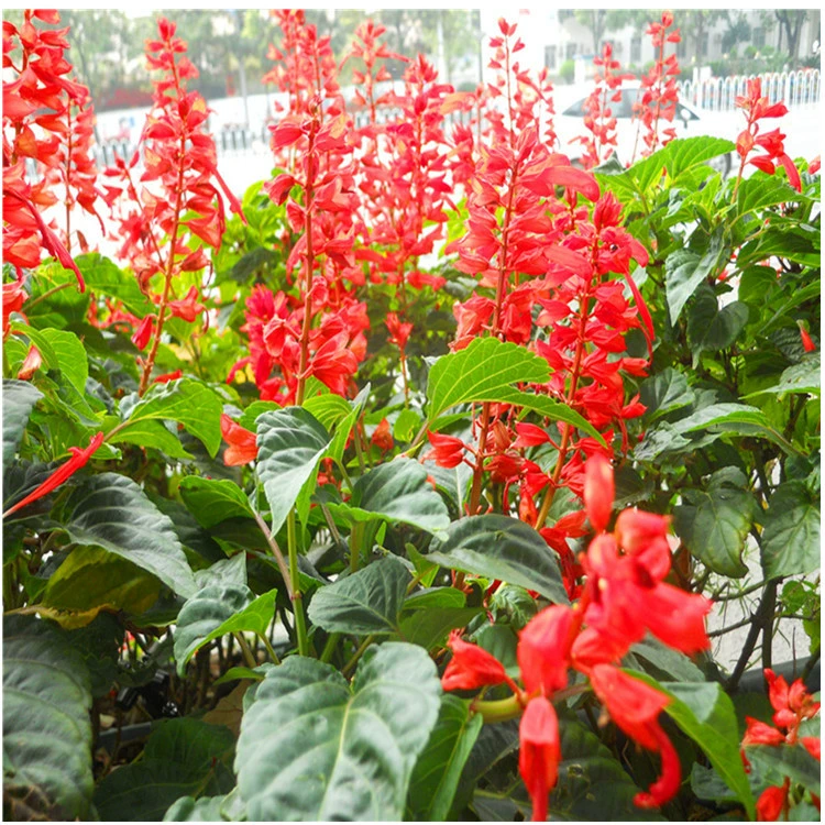 Прямые продажи с фабрики цветов нитка красных цветов Семена карликовая нитка красных петард цветы большая сумма скидка можно наложенным расчетом