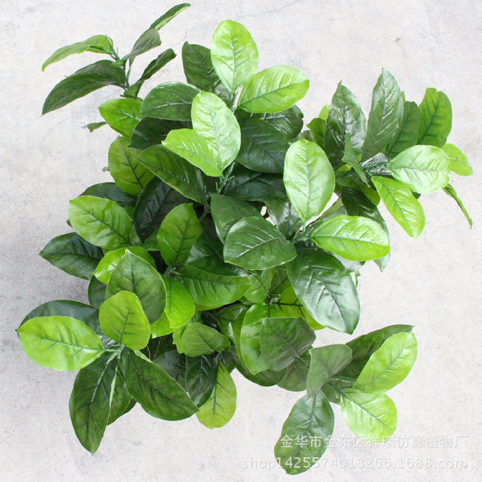 XRB-009高山榕五叉枝1