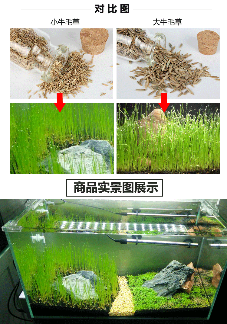 小号牛毛水草种子后景水草真植物懒人鱼缸造景无需二氧化碳 价格 厂家 哪里买 我有货 B 5yoho Cn