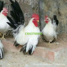 白桂鸡价格 黑银鸡图片 帝王鸡种蛋 观赏鸡品种 白元宝鸡养殖