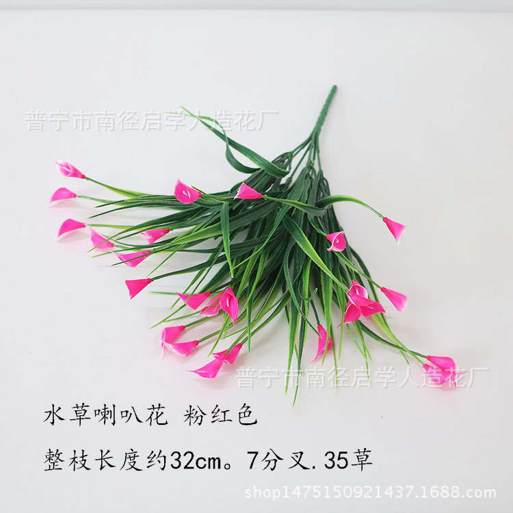 水草喇叭花粉红
