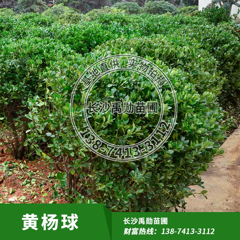 黃楊球主圖