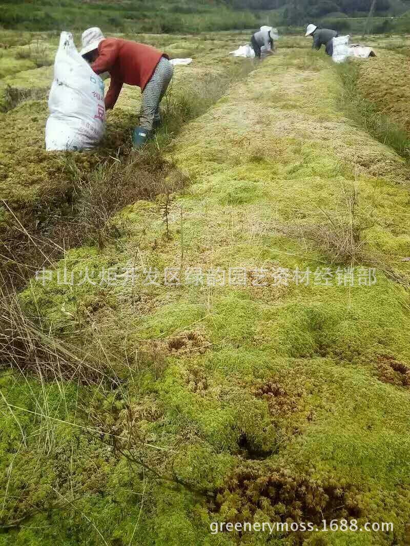 种植水苔采收中