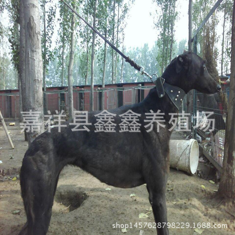 出售成年格力犬 成年格力犬价格 免费指导驯养格力技术 幼犬价格