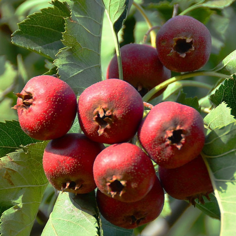 山东沂蒙特产新鲜大金星大五菱山楂鲜果蒙阴时令水果火热预定