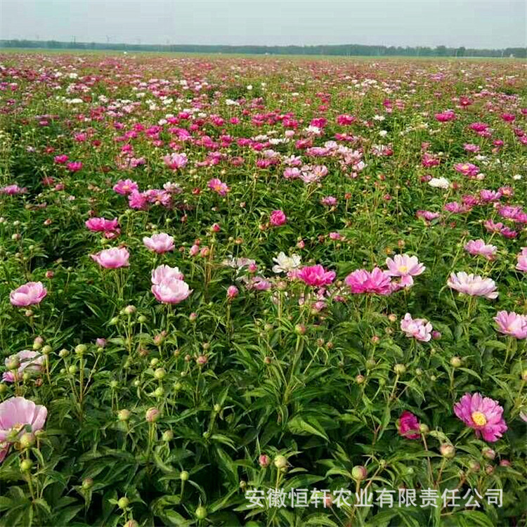 种苗批发芍药种苗 白芍苗   芍药种植前景 油用牡丹花卉植物