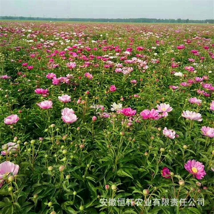 Рассахи оптом, саженцы пиона, белые пионы, саженцы пиона, посадка пиона, проданные маслянистые цветочные растения пиона