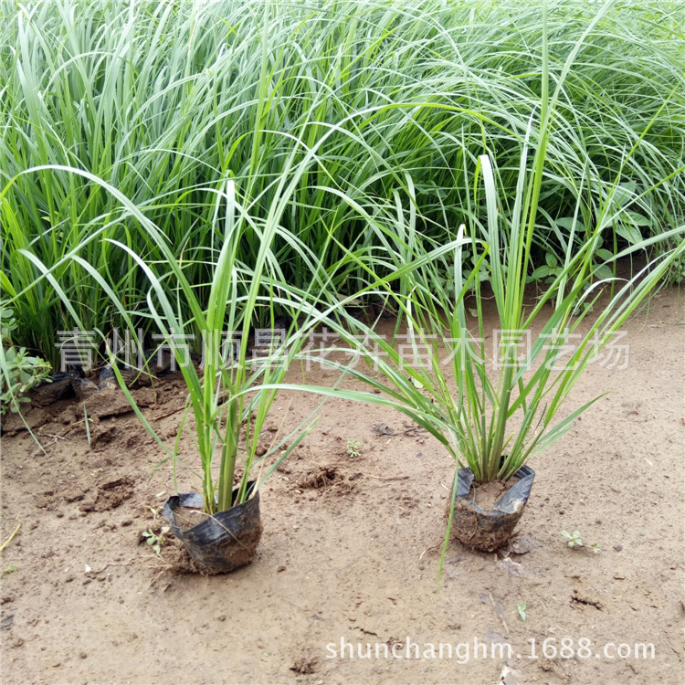 花海狼尾草 狼尾草批发 青州基地种植 量大从优