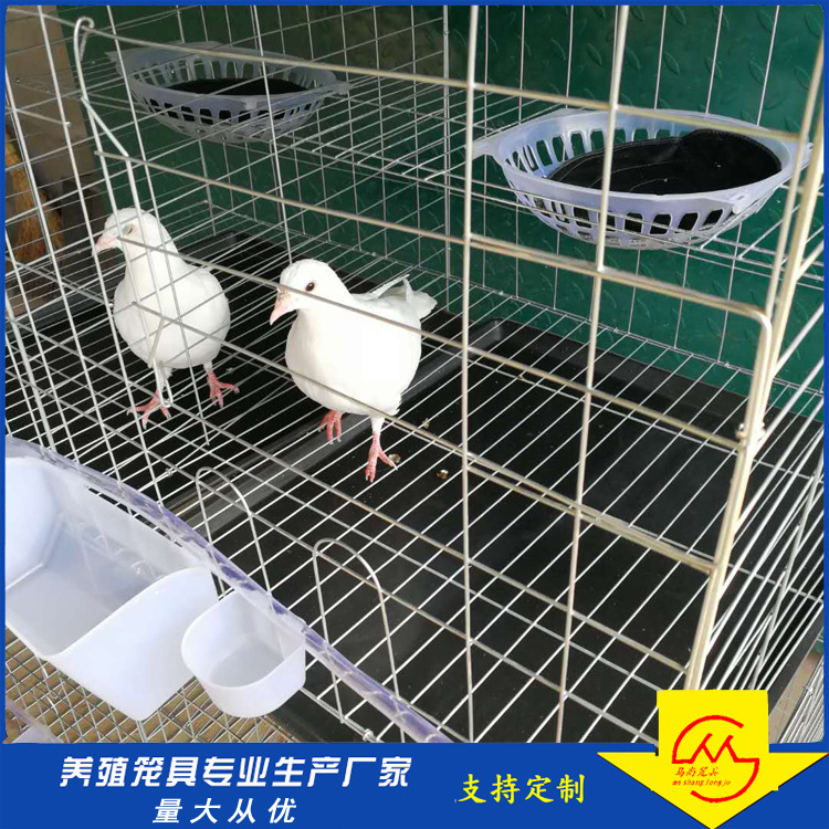 6位鸽笼原版 (1)