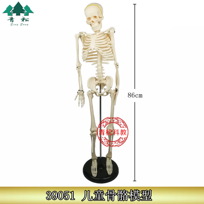 39051 儿童骨骼模型 人体全身骨骼模型 85cm高 生物教学器材