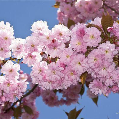 dc54564e9258d1098769ed35d158cc