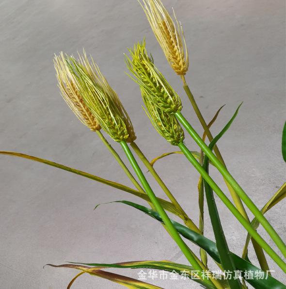 XRB-137单枝小麦1米6叶2