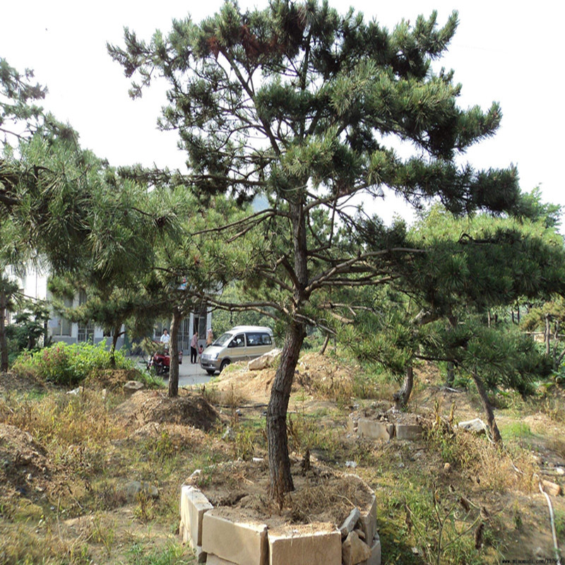 2345_image_file_copy_31_副本