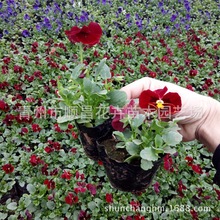 ���ش��������������������_���ͺ�������