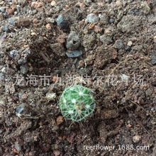 ���㌍��С������ǧ���f��/������