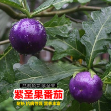 壽光蔬菜種孑紫聖果番茄種子春秋菜園易種四季播室內陽台盆栽菜籽