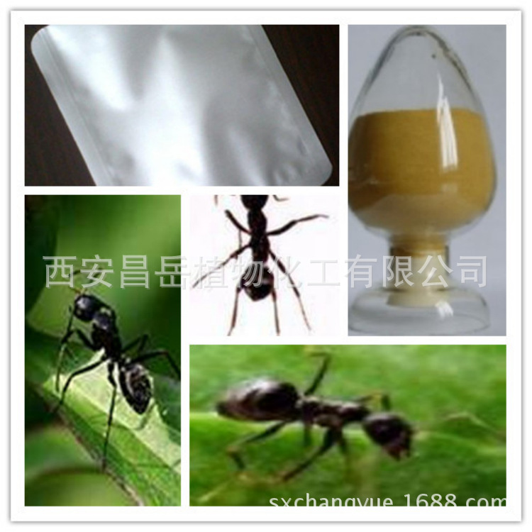 黑螞蟻