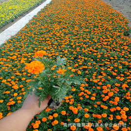 基地批发孔雀草 精品黄色橘黄色孔雀草小苗幼苗花苗 绿化苗木花