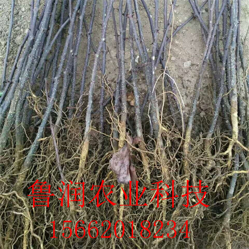 [微信图片_20170902194751]