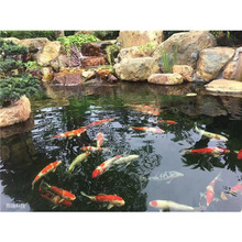 科旭达鱼池水净化器陕西西安锦鲤池过滤设备生物净化系统免费设计