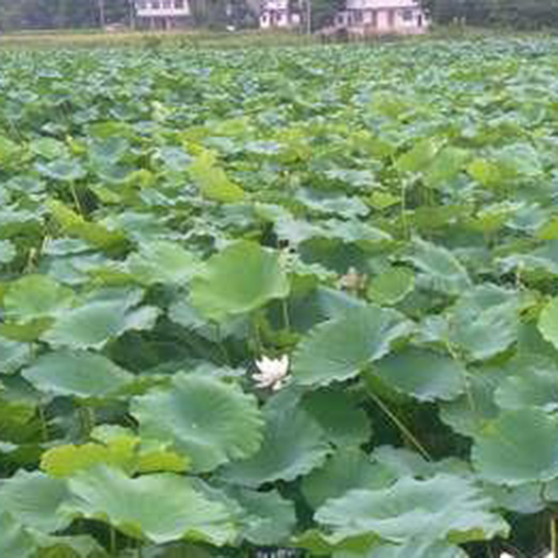 u=536414787,2686130742&fm=