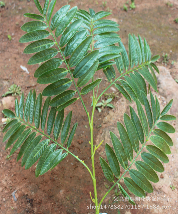 XRB-003枫杨五叉平面枝叶子