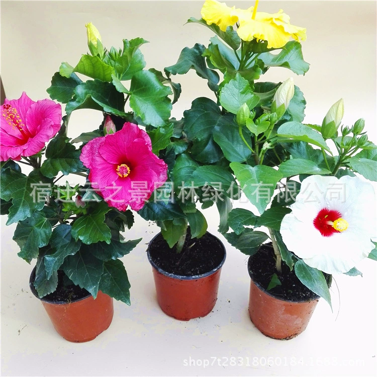 Оптовая рассада цветочных горшков Фусан, также известная как гибискус пион зеленый сад бонсай красный Пусан