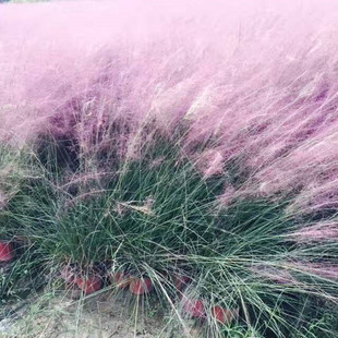 Flower Sea Landscape Plant Fendai Grass Fendai Grass Fendai Grass Can Be Used as Fresh Cut Flowers