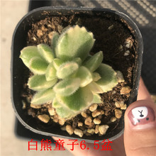 大棚多肉植物贵货 白熊掌 白熊童子6.5盆带侧芽小群状态品相美