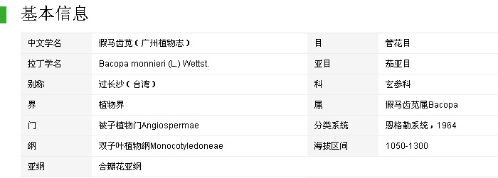 假马齿苋