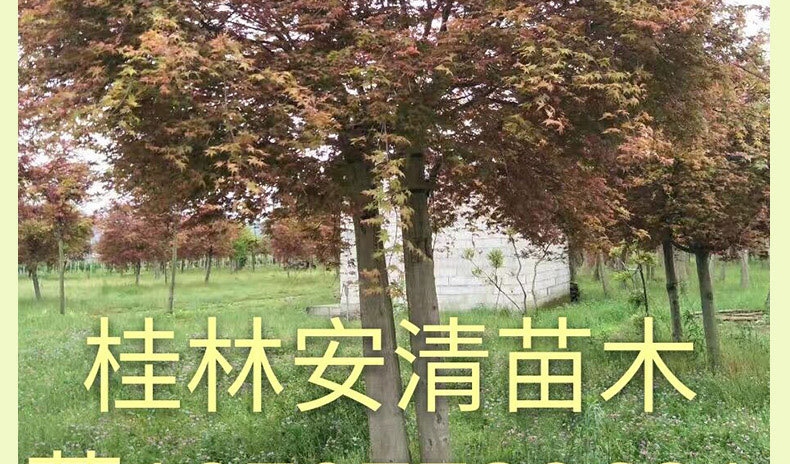红枫_04