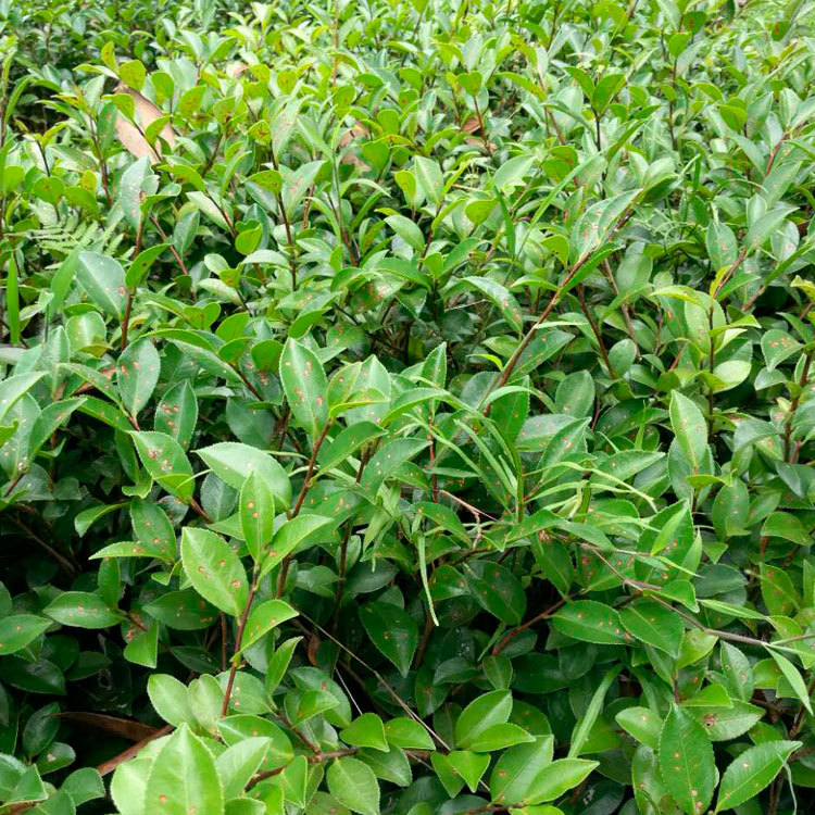 茶梅苗