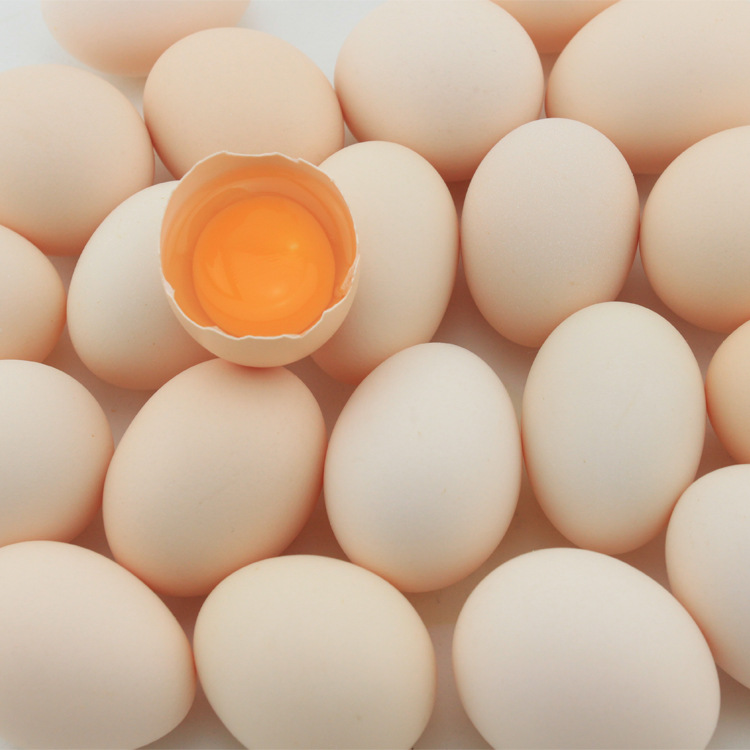 农场批发新鲜鸡蛋营养精华浓缩精品