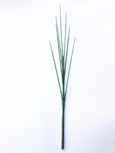 �x�����滨�z�� �ߙn�Gɫֲ����� �� �V�|�U�п��L7�^ 75CM