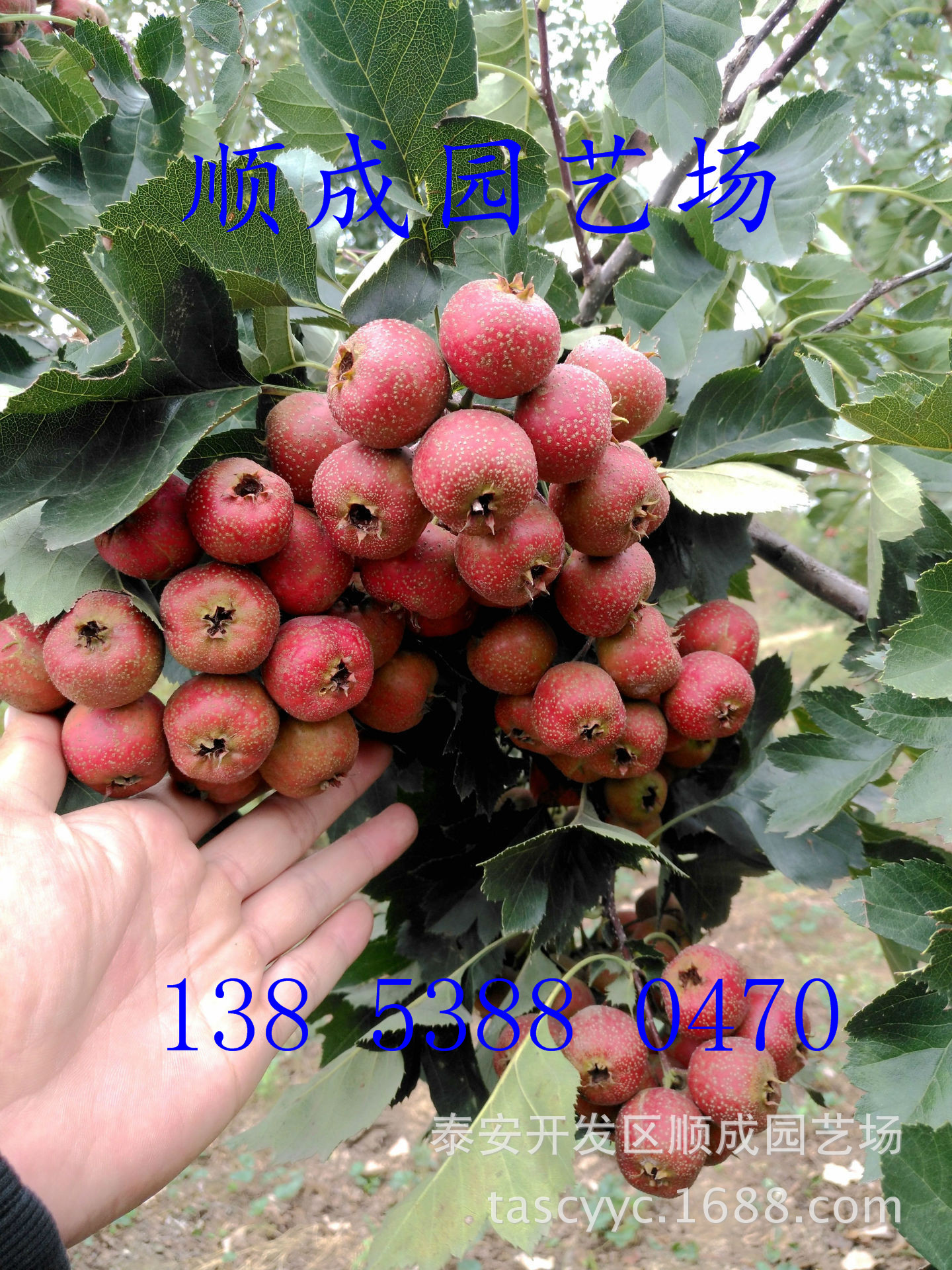 3547459642_1008481277_副本