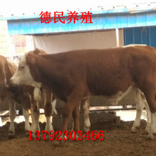 四川西门塔尔牛犊小牛犊价格 花色肉牛犊是什么品种